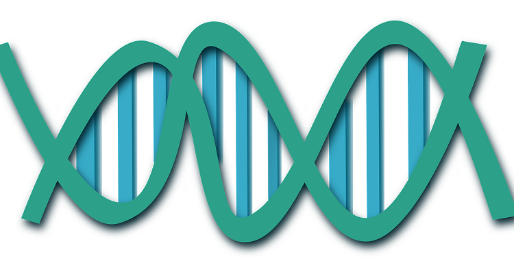 human cloning - DNA